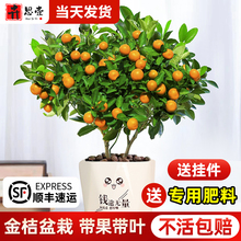 金桔樹盆栽可食用帶果脆皮四季橘子樹苗辦公室內外花卉綠植物好養