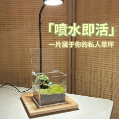 私人草坪桌面摆件苔藓微景观生态文创礼品桌面小盆栽绿植成品