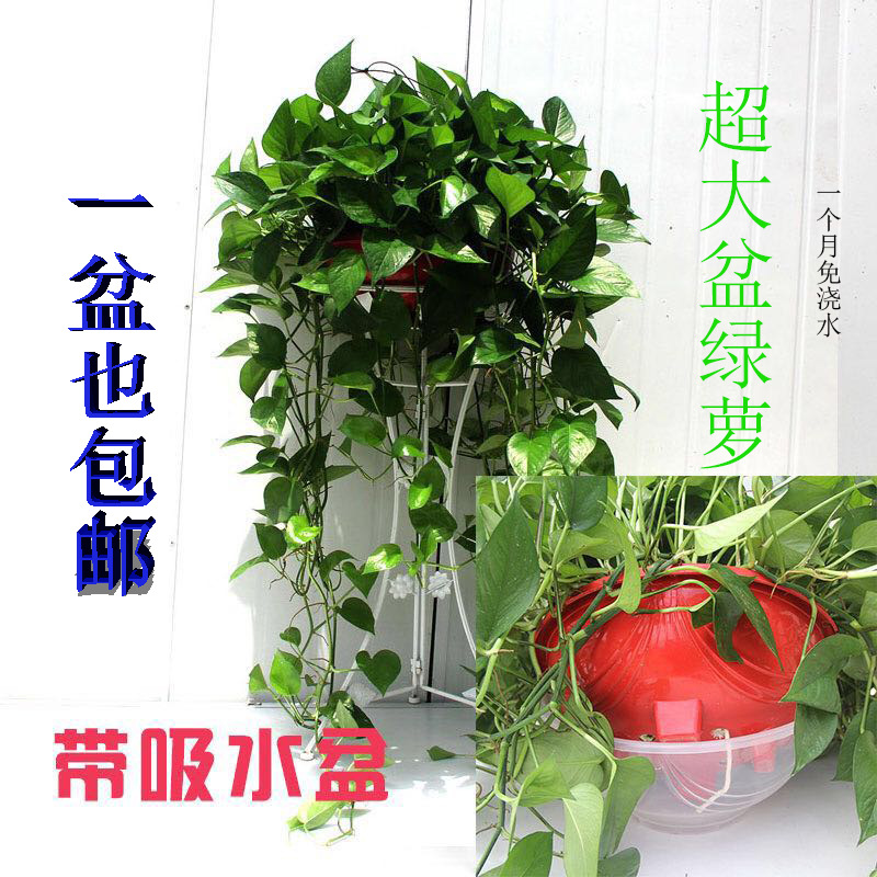 360特長藤綠蘿帶吸水盆套餐一盆