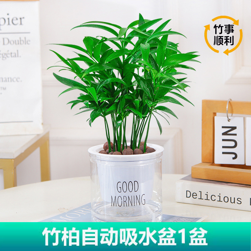 모기퇴치대나무(좋은아침분지) + 영양액