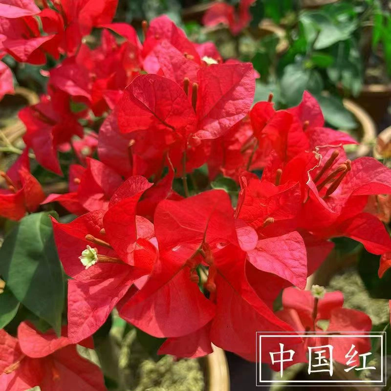 Треугольник сливовых саженцев в горшках с цветами