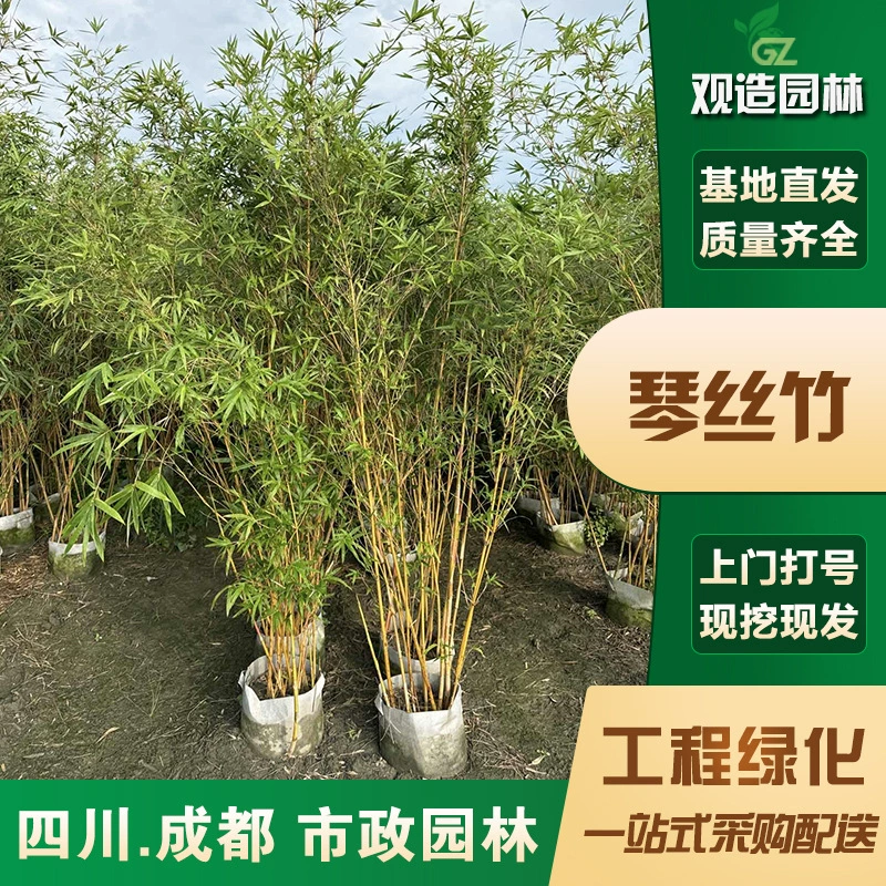 Саженцы бамбука Цинси, проект ландшафтного дизайна Сычуани, ландшафтный забор для двора, четырехсезонные вечнозеленые декоративные растения.