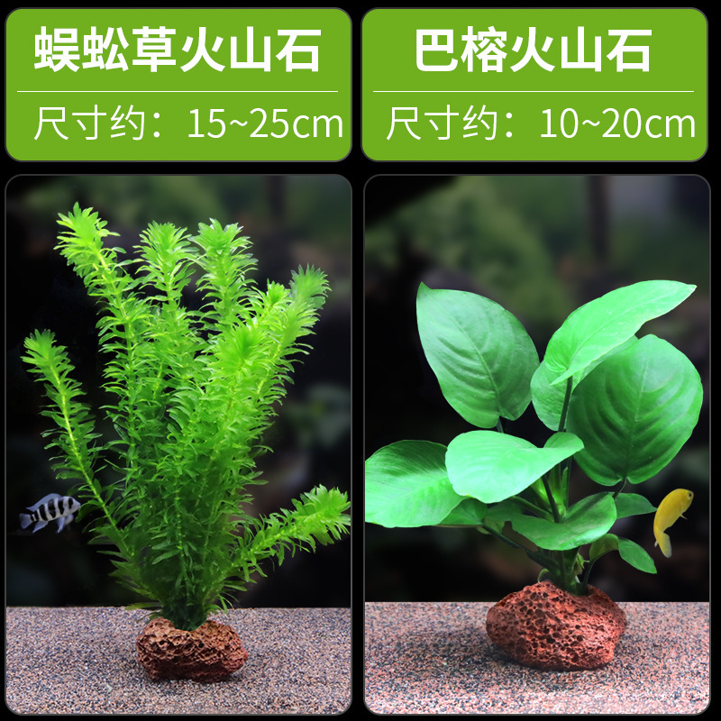 水槽造園パッケージ、水ヤシ、沈木、本物の水、淡水、無土壌植物、酸素化、低パール|undefined