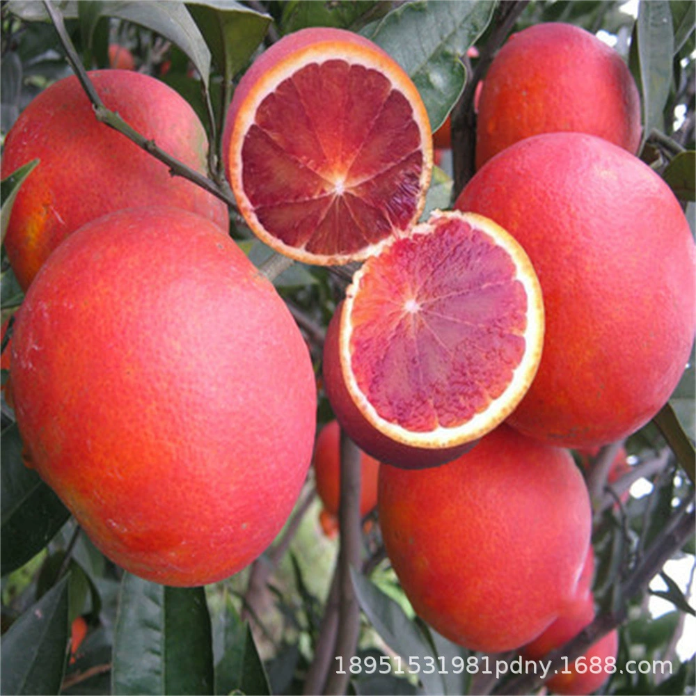 Yongxing Bingtang Оранжевая рассада Bingtang Оранжевая прививка Оранжевая рассада Чу Оранжевая рассада Результаты года Горшок Рассада Сладкий апельсин