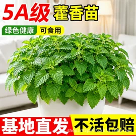 盆栽;园林果树;乔木