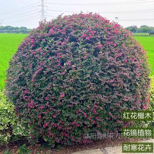 �t����ľ�����ͥԺ�G��ֲ���ļ�����t���^ľ�^�~��ľ�^�p�G�h