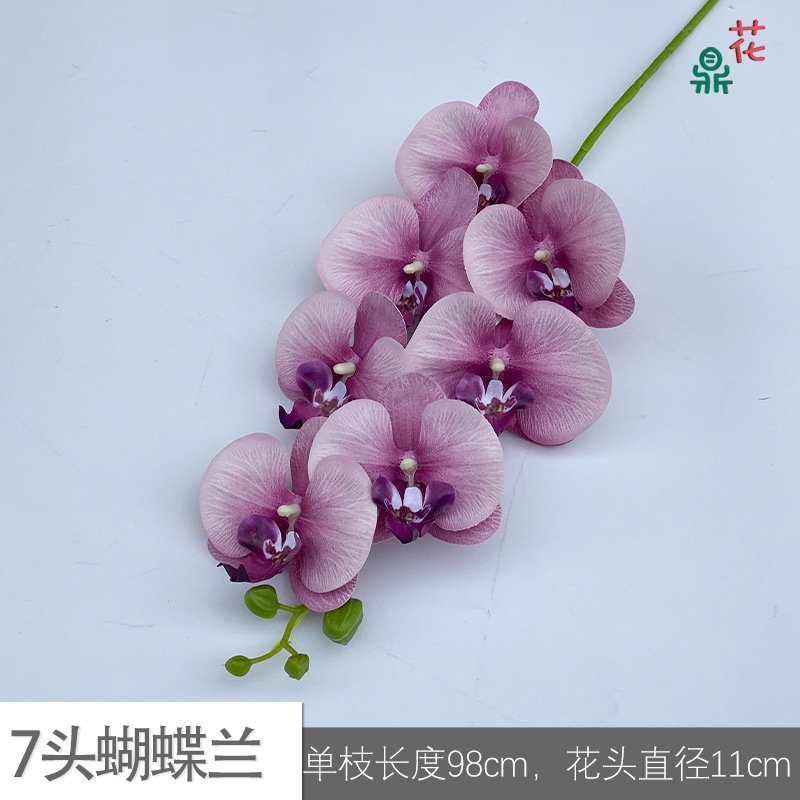 7 phalaenopsis GFG #38 핑크 보라색