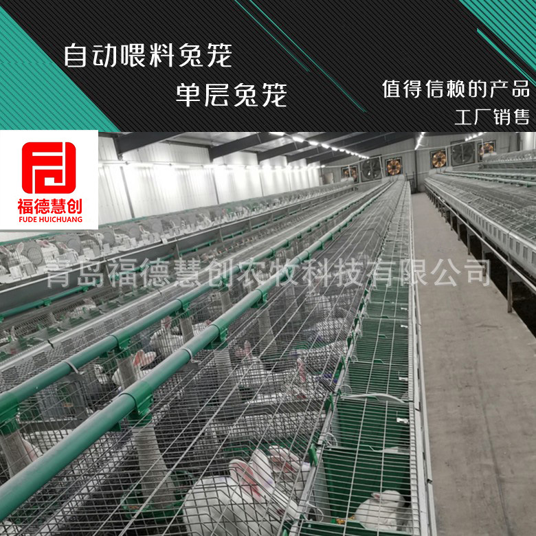 自动喂料单层兔笼子母笼批发欧式兔笼子养殖伊拉兔种兔笼具