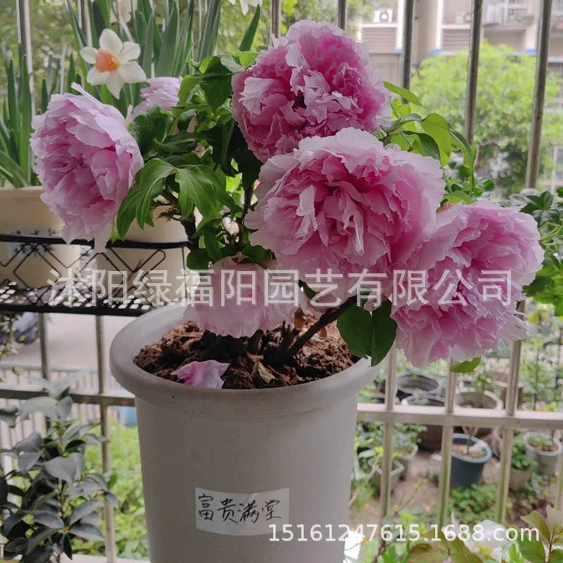Аутентичные рассада цветов пиона Хэзе, большие цветочные растения, комнатные цветы, горшечные растения с листьями и почвой, двойные рассада цветов пиона