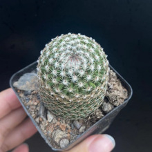 ������M�ϟo�������ƶ��⻨��ֲ���҃Ȼ�С���Ծ�Ʒ�Ƕ�ϡ��