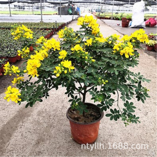 �S��÷�S�������ԛQ���Ӱ����Ǫ��Uľ�������ͺ�����ľ���҃�����