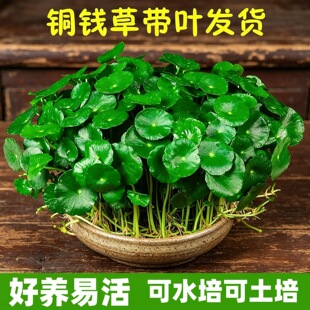 �~�X��ˮ��ֲ���Ϙ������҃���ˮ�B���~���X�ݸ�ѿ���B���B��Gֲ