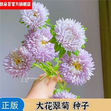 ذշNǹվջNͥԺ̨׻ļ_⻨N