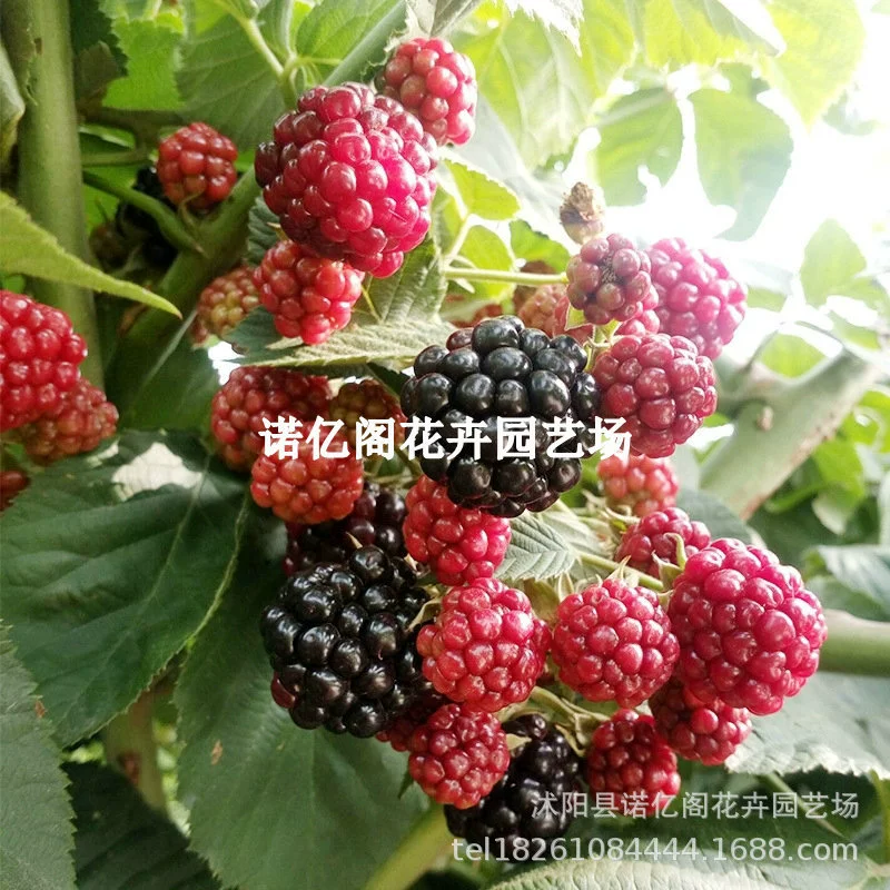 Рассада малины, двухсезонная рассада малины, посадка в горшках, рассада клубники, двор красной малины с результатами в том же году.