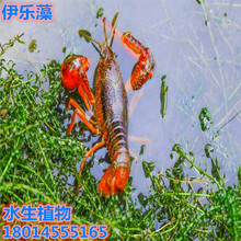 伊乐藻养虾吃不败活体湖北小龙虾养殖专用水草四季淡水鱼虾蟹