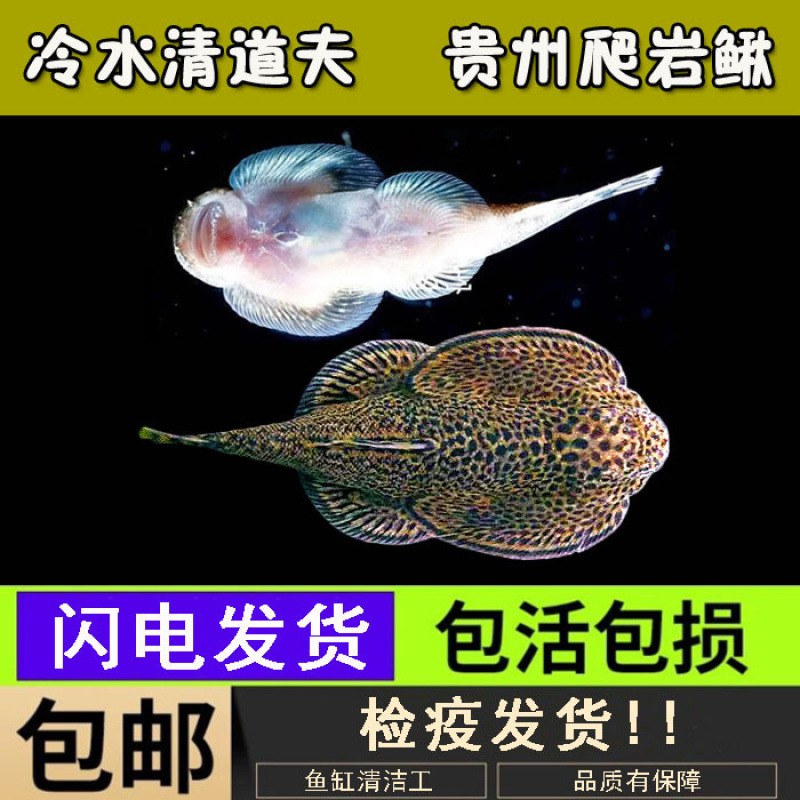 Guizhou Climbing Rock Loach Piper Double Sucker Cold Water Scavenger Unheated Violin Fish Tank Cleaner Native Fish