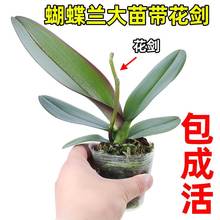 Phalaenopsis Orchid Seedling with Swords and Pods Orchid跨境