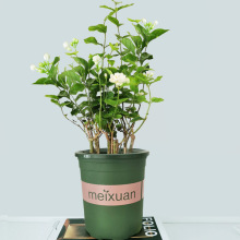 5Ϙԝֲļ_ͥԺ̨͏dСGֲ