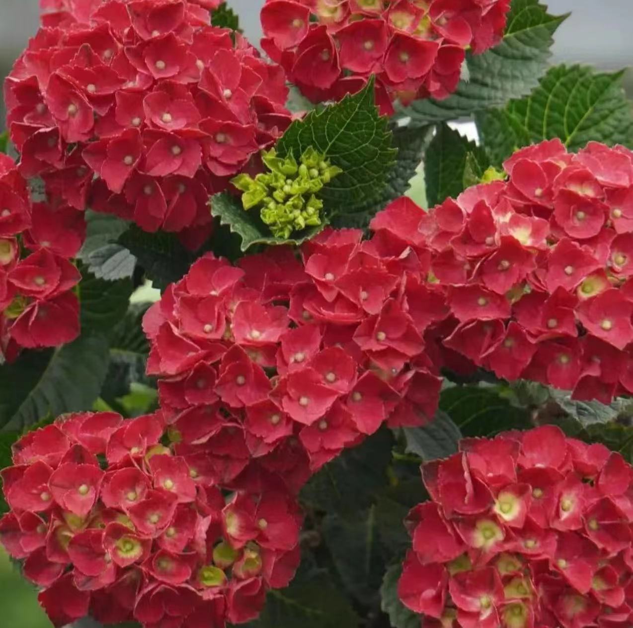 핫스타일 한정샷(매직캐슬) 30-60cm₩128.9 세면대 포함