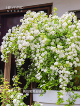 海蒂的花园喷泉绣线菊八重小手球花灌木花卉植物盆栽苗
