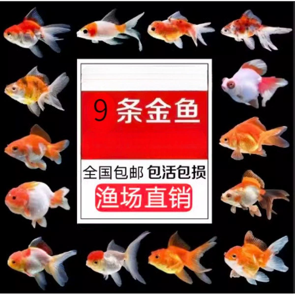 Military green 3-5cm random goldfish 9 pieces