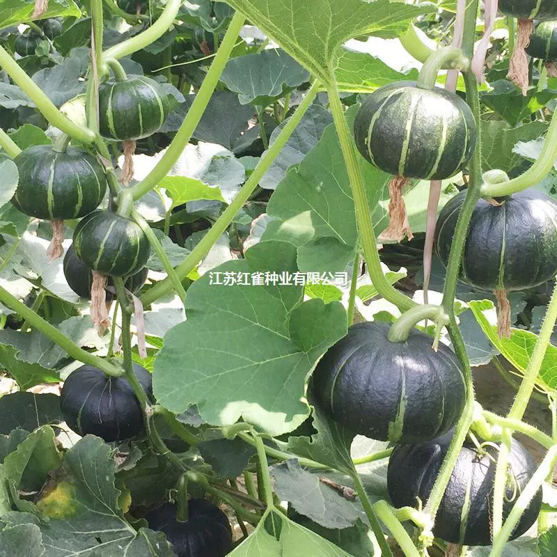 Японский Сладкий Каштан Семена Тыквы Высокоурожайные Семена Тыквы Японский Каштан Тыква Высокая Урожайность Раннего Вызревания Тэджон