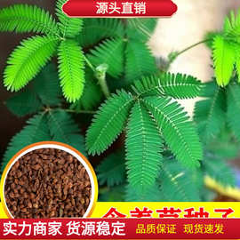 含羞草种子 撒装 害羞草种子 盆栽植物种子 包发芽 阳台室内种植