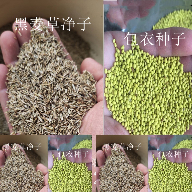 黑麦草种子包衣