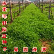果园绿肥种子长柔毛野豌豆毛苕子光叶紫花苕四季蜜园牧草草籽绿肥