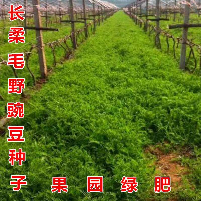 果园绿肥种子长柔毛野豌豆毛苕子光叶紫花苕四季蜜园牧草草籽绿肥