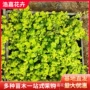 多年生四季常绿过路黄过路黄