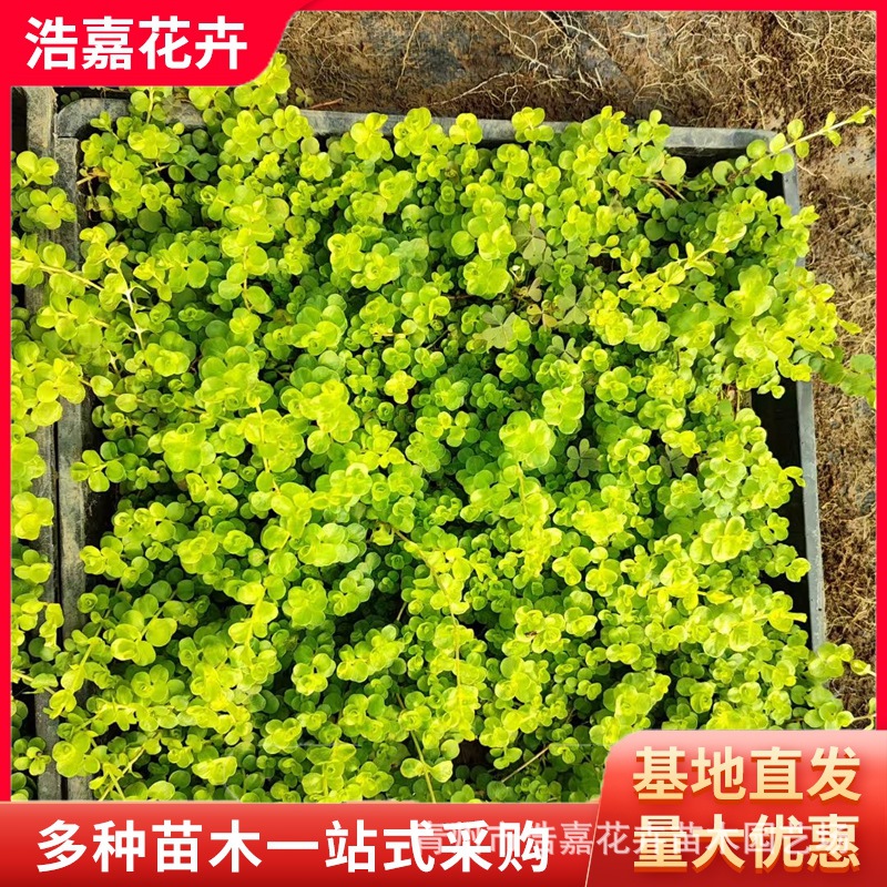 金叶过路黄小苗 多年生地被植物四季常绿好养活 五一用金叶过路黄