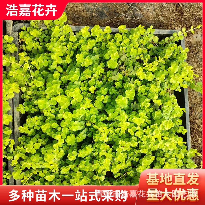 Саженцы паспалума с золотыми листьями — многолетние растения, которые постоянно зеленеют и легко ухаживают круглый год. Используйте паспалум с золотыми листьями на День труда.