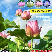 �ɻ��N��������ˮ�B�^�p�ɻ��Nź����ɏ���N����ˮ��ֲ���҃Ⱥ��B