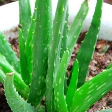 ���A�J�C�� �Ї��J�C ʳ���J�C ���� ����ֲ��