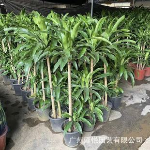 �����F�Gֲ�������辰�҃ȾGֲ�����������l�b�����Ѫ�����ľ