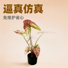 ��������~6�~�~�k���ҿ͏d�������P�b���Gֲ���Է��滨