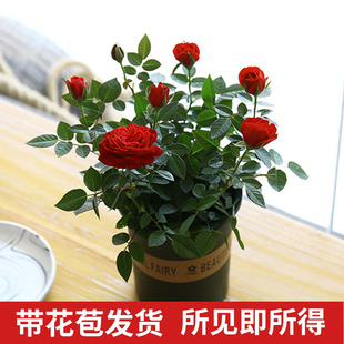 Four Seasons Flowering Diamond Mini Rose Seedlings Potted Indoor Easy-To-Grow Florals Miniature Rose Small Roses with Buds