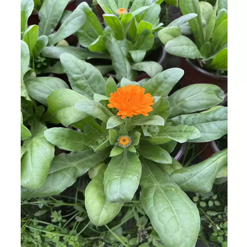 金盏菊盆栽 时令花卉 黄金盏盏菊 长生菊 花卉绿植 时令花卉