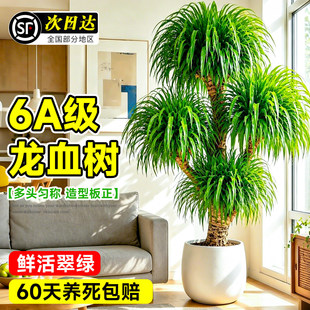 ��Ѫ��͏d���Զ��^��횘�Gֲ���F��͏d��լ�������ֲ��ǧ��ľ