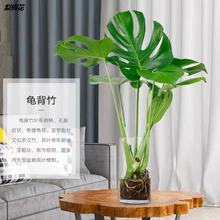 水培植物龟背竹盆栽老桩绿萝大叶室内观叶养桌面绿植耐阴好养常青