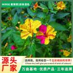 厂家直销紫茉莉花种子夜来香盆栽地雷花芳香花卉种子春播花籽彩条