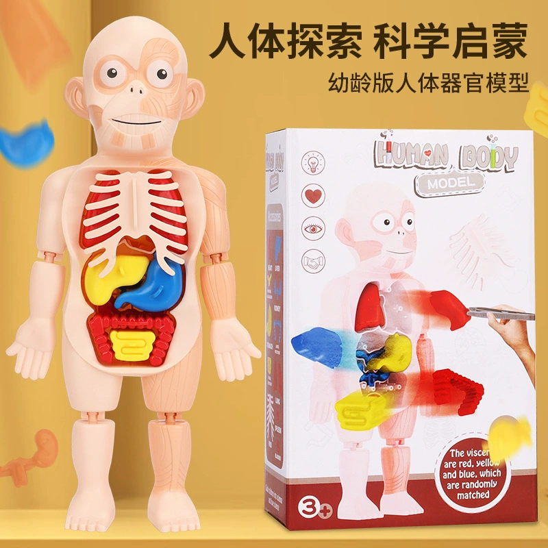 Steam, physiological minifigure, medicine constructor, science and technology, body organs, DIY, early education