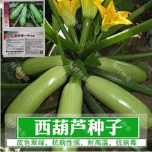 西葫芦种子北瓜种籽高产阳台春夏秋四季盆栽蔬菜籽耐热小南瓜种子