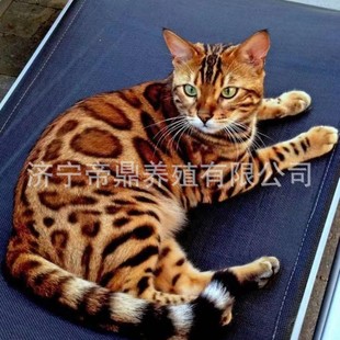 Кошка живое тело Бангладеш Леопард Кот Китттен Живой сине -белый кот котенок Живящий голубой золото кот кот кот котенок