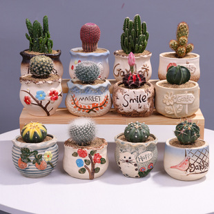 �������҃�С���Ծ�Ʒ�����ƶ���ֲ��ʮ�����k��������Gֲ