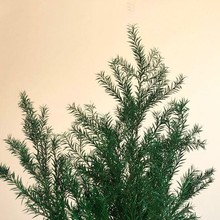 ����ɫ����ǧ�ӽ𡿱��r���������~��ǧ�ӽ�����Ĳ廨�b�