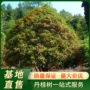 园林场地树苗