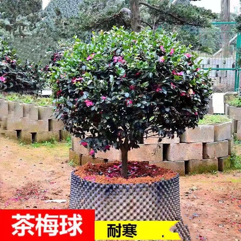 山茶花树苗庭院大型耐冬香妃茶花四季常青耐寒花卉植物庭院风景树