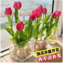 郁金香种球种子土培水培套餐冬季室内耐寒水养盆栽球根花卉风信子